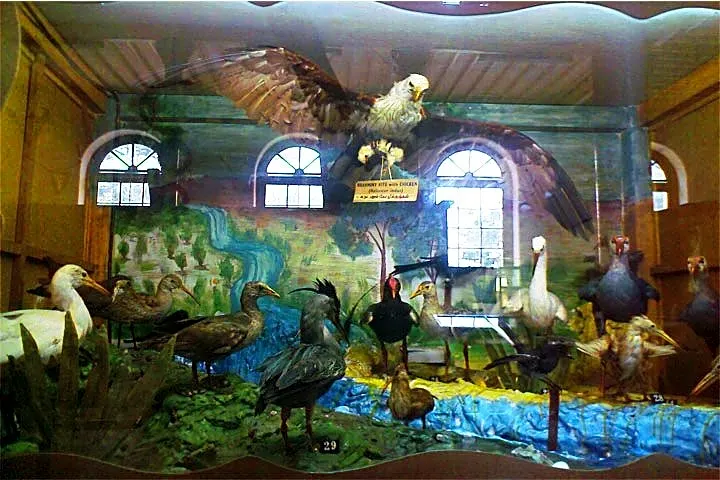 Gass Forest Museum